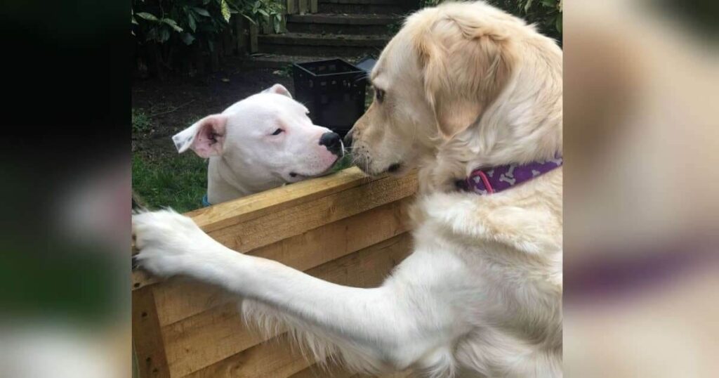 amore cagnolini golden retriever