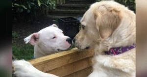 Una storia d’amore tra Golden Retriever e Staffordshire terrier, oltre tutti gli ostacoli