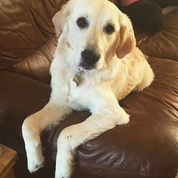 amore cagnolini golden retriever