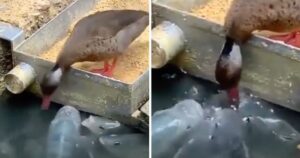 L’anatra vede dei pesci nello stagno e decide di dargli da mangiare dal suo becco (VIDEO)