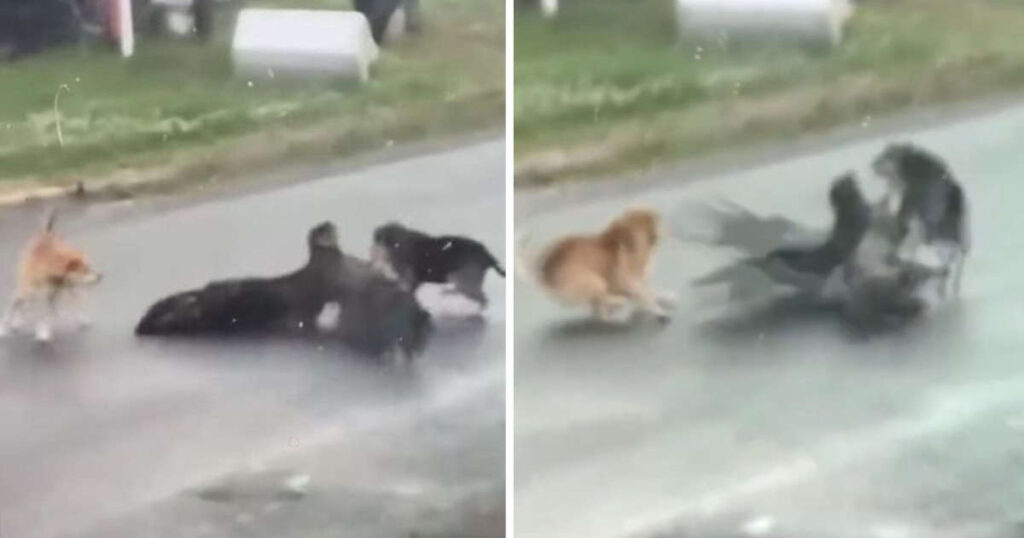 Cagnolino salva un cucciolo da una grande aquila mentre un uomo si limita a filmare (VIDEO)