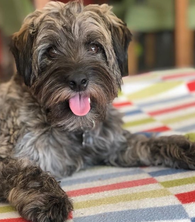 cagnolino hercules argentina