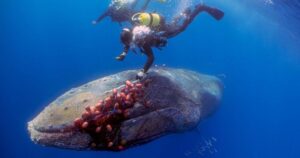 Squadra di sub salva una balena che non riusciva ad aprire la bocca per colpa di una rete (VIDEO)