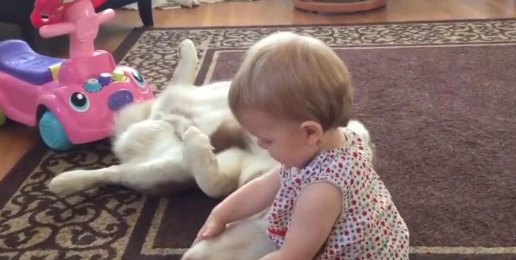 bambina visita denti del cane