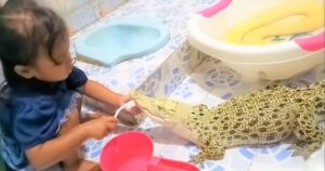 Bambina gioca con un coccodrillo e un pitone come se fossero i suoi giocattoli (VIDEO)