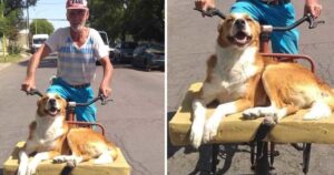 Cagnolino si gode il vento in faccia mentre il padrone lo porta in giro in bicicletta su un lettino fai-da-te