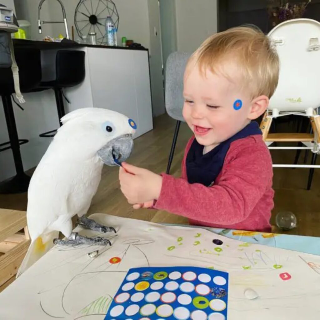 Cacatua geloso e bambino giocano