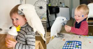 Cacatua era geloso della mamma del fratellino umano ma ora le cose sono cambiate (VIDEO)