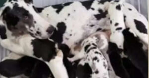 Cagnolina partorisce 9 cuccioli ma quando nasce l’ultimo il suo padrone rimane scioccato (VIDEO)