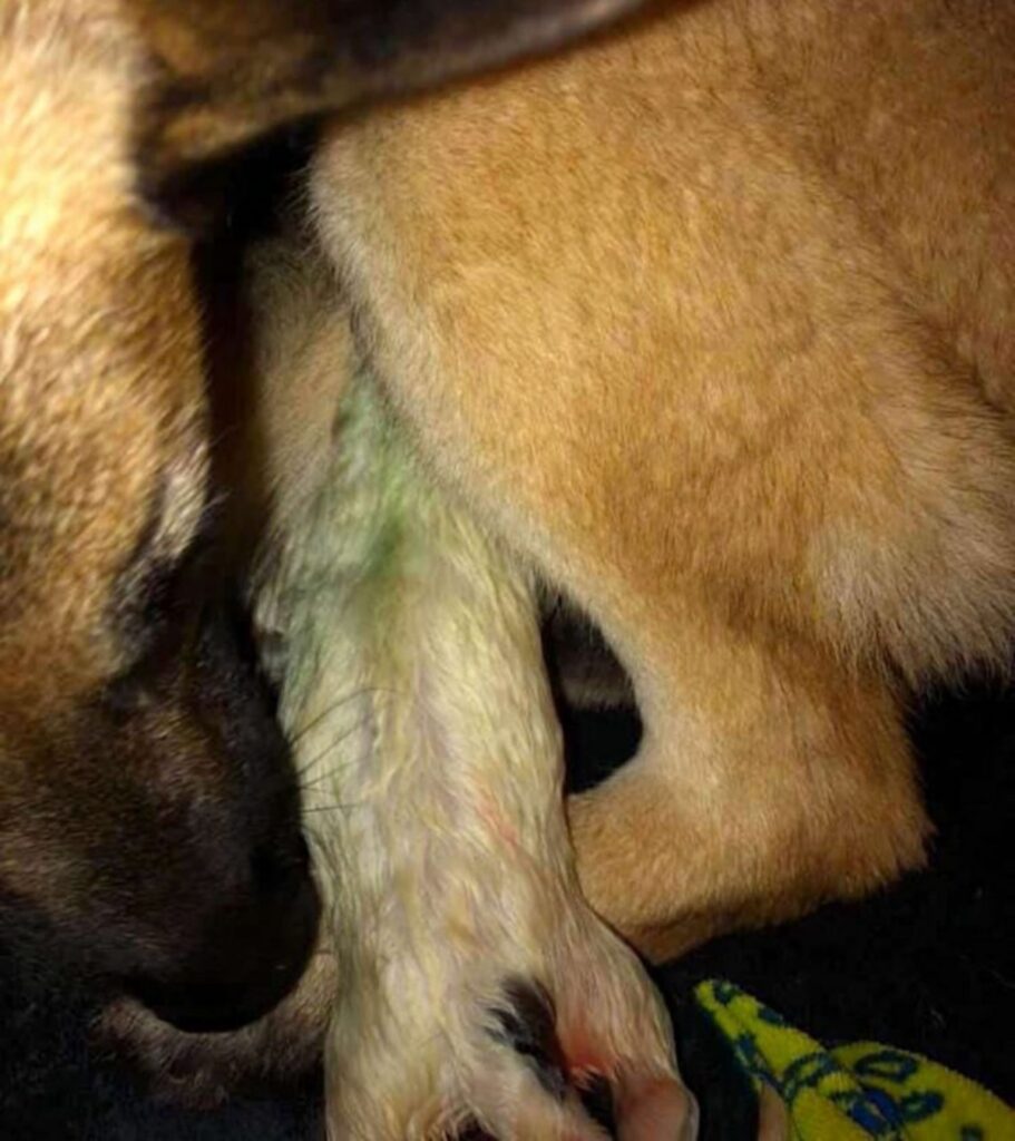 cagnolina partorisce cucciolo dal pelo verde
