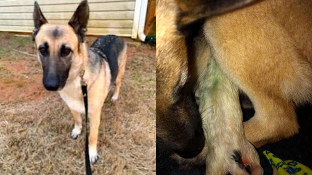 cagnolina partorisce cucciolo dal pelo verde