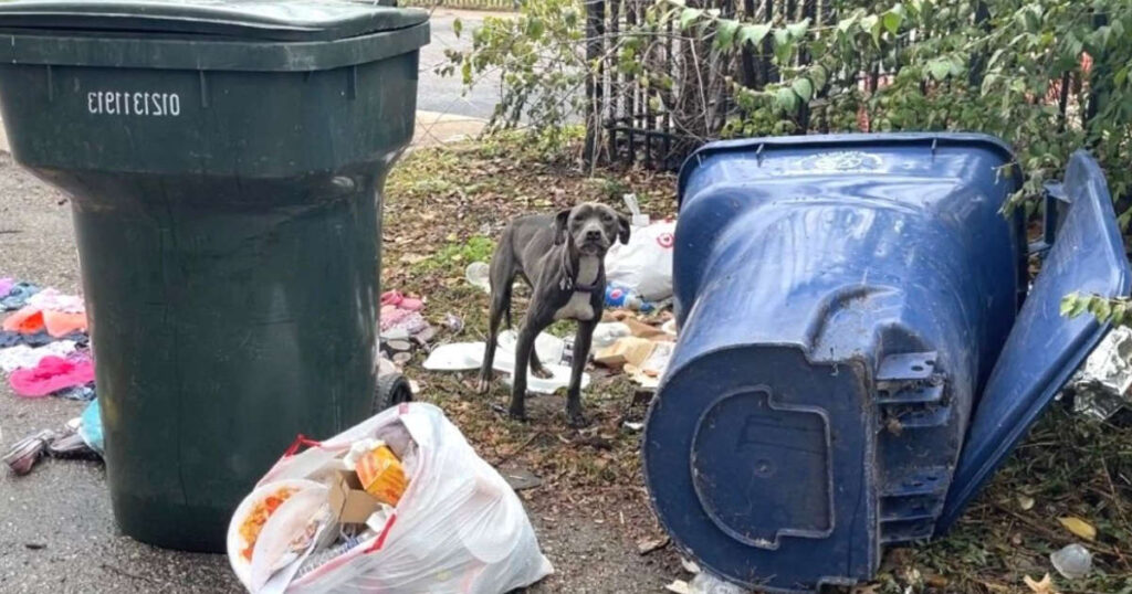 Cagnolina randagia che vive e mangia tra i rifiuti si avvicina a una donna e con lo sguardo chiede aiuto (VIDEO)