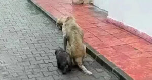 Cagnolina con una pallottola nella spina dorsale viene salvata dalla strada insieme al suo cucciolo (VIDEO)