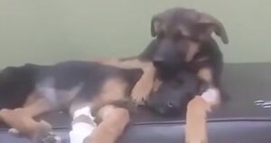 Cagnolino conforta il suo fratellino che non sta bene dal veterinario (VIDEO)
