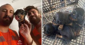 Cagnolina e i suoi tre cuccioli sopravvivono quasi un mese sotto le macerie del terremoto in Turchia