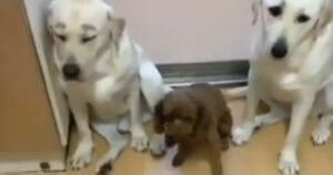 Clip apparentemente divertente, dove dei cagnolini “fanno la spia”, potrebbe nascondere una triste storia (VIDEO)