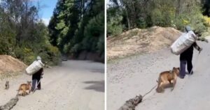 Cagnolino aiuta il suo padrone a trasportare la legna e riceve una ricompensa (VIDEO)