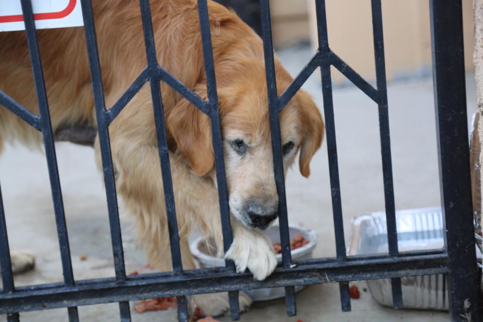 chino cane golden retriever