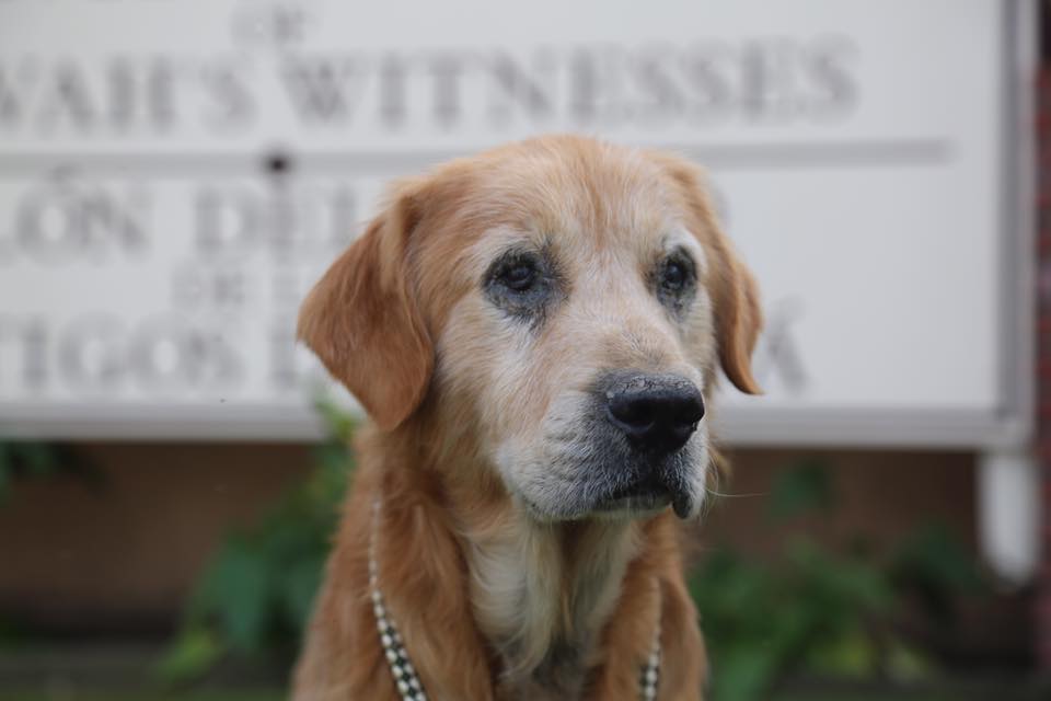 chino cane golden retriever