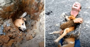 Cucciolo intrappolato in un tubo sotto la strada viene salvato dal suo papà umano che scava a mani nude (VIDEO)