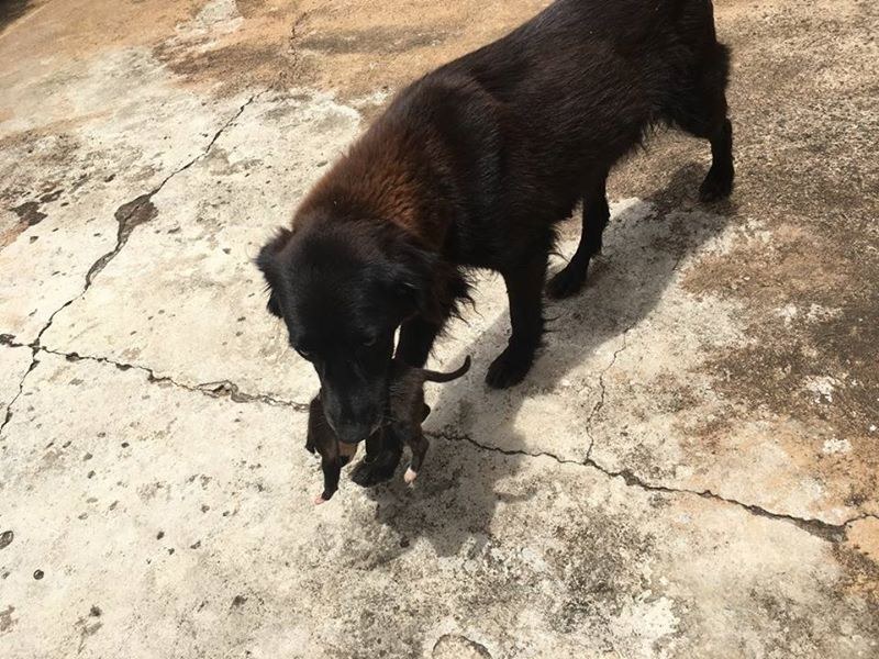 cane porta via cucciolo