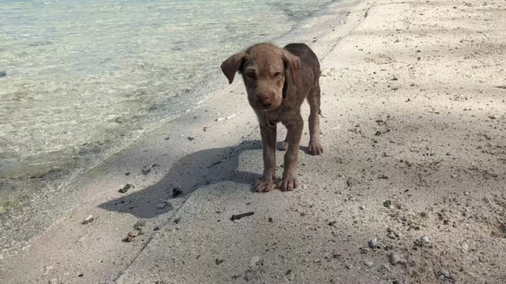 cagnolina squishy