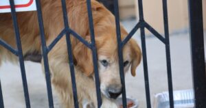 Golden Retriever trascorre la notte nella chiesa dove è stato abbandonato aspettando invano la sua famiglia