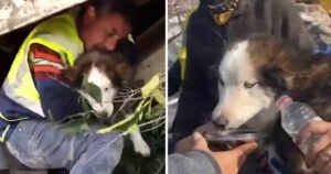 Cagnolino Husky trovato vivo dopo un mese sotto le macerie del terremoto in Turchia (VIDEO)