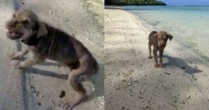 Cagnolina abbandonata sulla spiaggia e spaventata subisce una trasformazione impressionante (VIDEO)