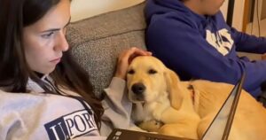 Golden Retriever sostiene la sua padrona mentre studia (VIDEO)