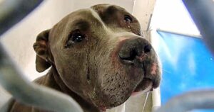 Cucciolo abbandonato scoppia in lacrime: da non credere (VIDEO)