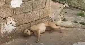 Cagnolino incatenato ad un muro, viene trovato da un uomo (VIDEO)