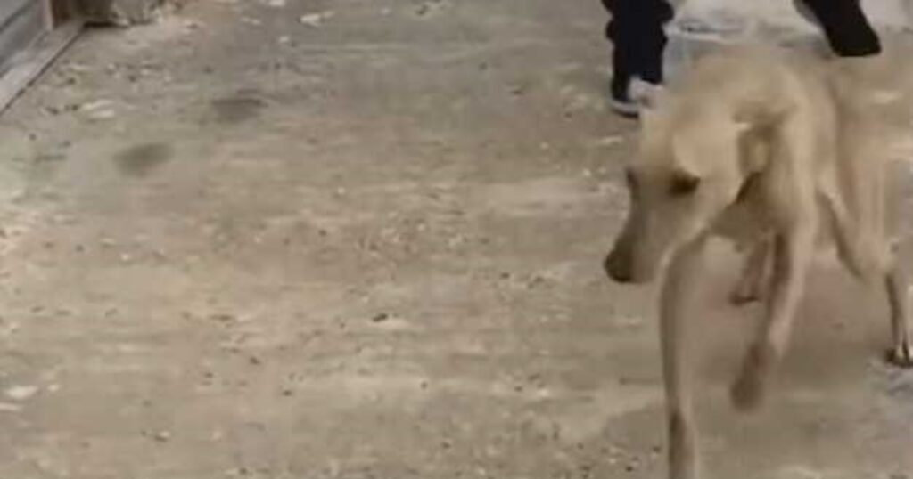 cane incatenato ad un muro e salvato