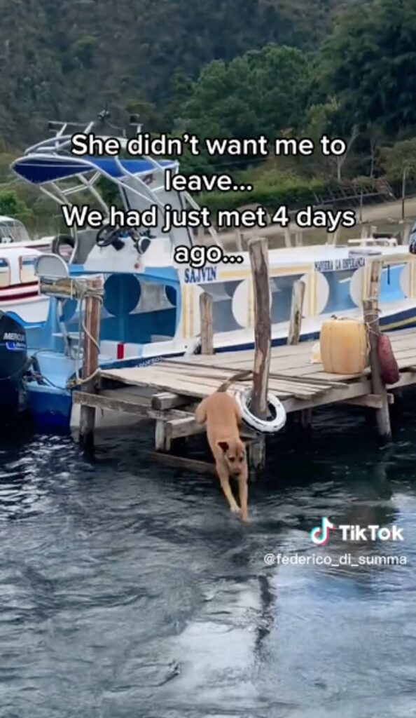 cagnolino turista tiktok