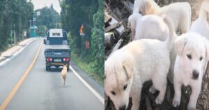 Cagnolina mamma insegue disperatamente il camion che stava portando via i suoi cuccioli (VIDEO)