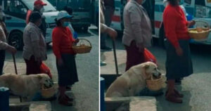 L’incredibile storia del cucciolo che vende al mercato i prodotti del suo cestino (VIDEO)