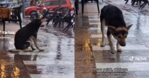 Cagnolina aspettava da 8 mesi la sua padrona  fuori da un negozio fino a quando non si ritrovano (VIDEO)