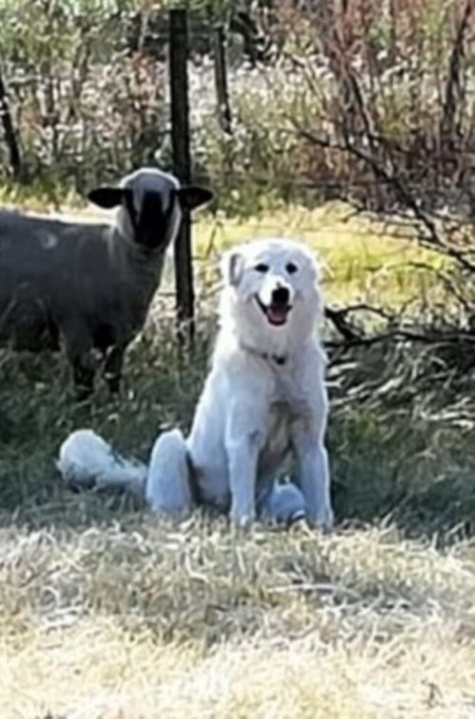 cane non tornava a casa stava con una pecora