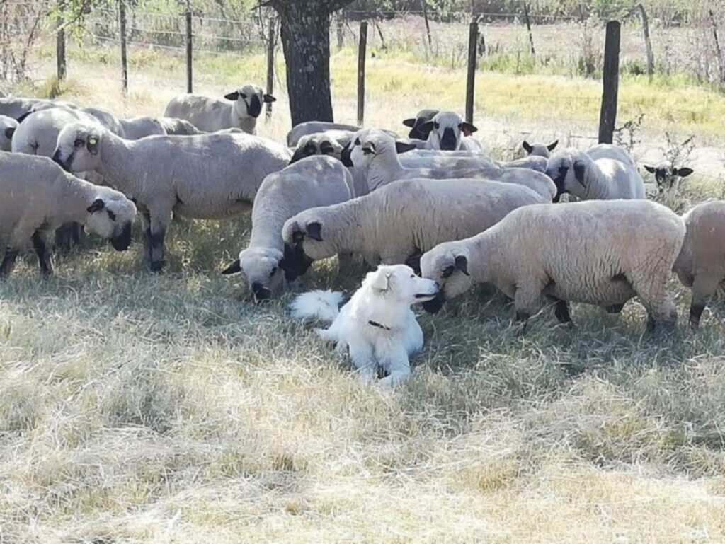 cane non tornava a casa stava con una pecora