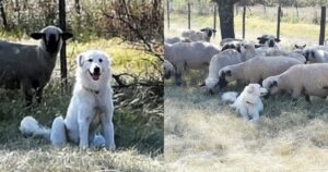 Cagnolino non tornava indietro e lo ritrova a fare la guardia ad un animale