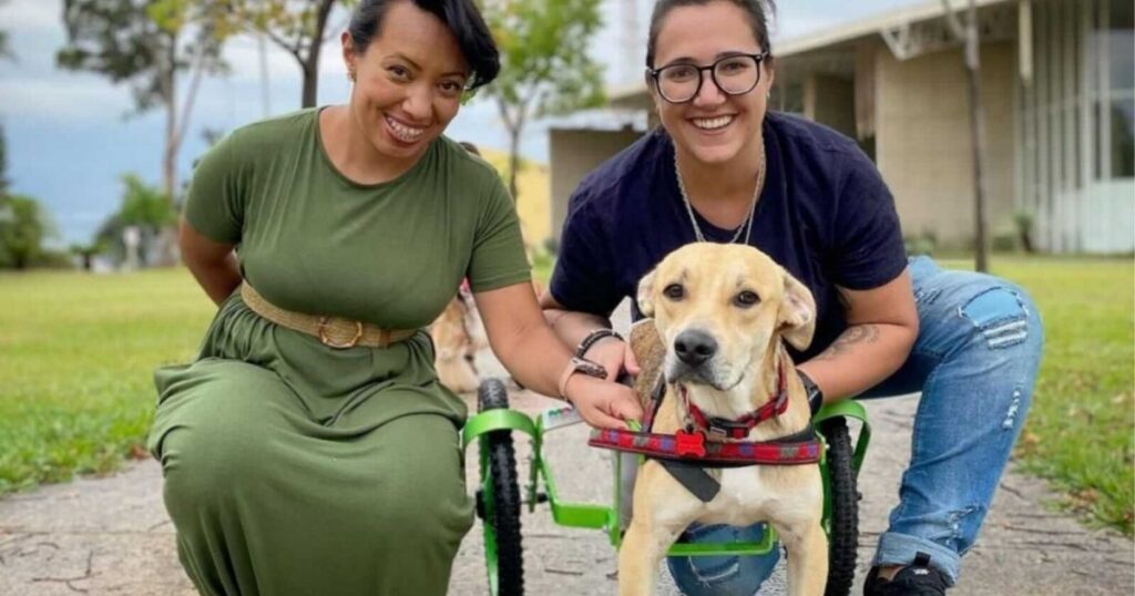 percorrono 300 km per adottare un cane paraplegico