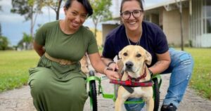 Coppia percorre più di 300 km per adottare un cagnolino paraplegico (VIDEO)