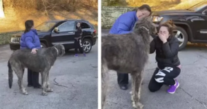 Le lacrime del proprietario quando rivede il cane che pensava di aver perso per sempre (VIDEO)