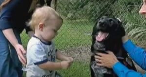 Cagnolino coraggioso salva il neonato dagli abusi della tata (VIDEO)