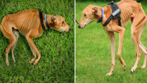 Trova uno scheletro nel prato, ma quando si avvicina e capisce che è un cane scoppia in lacrime (VIDEO)