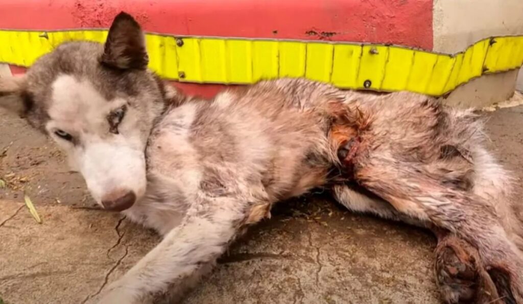 cane sdraiato a terra ferito