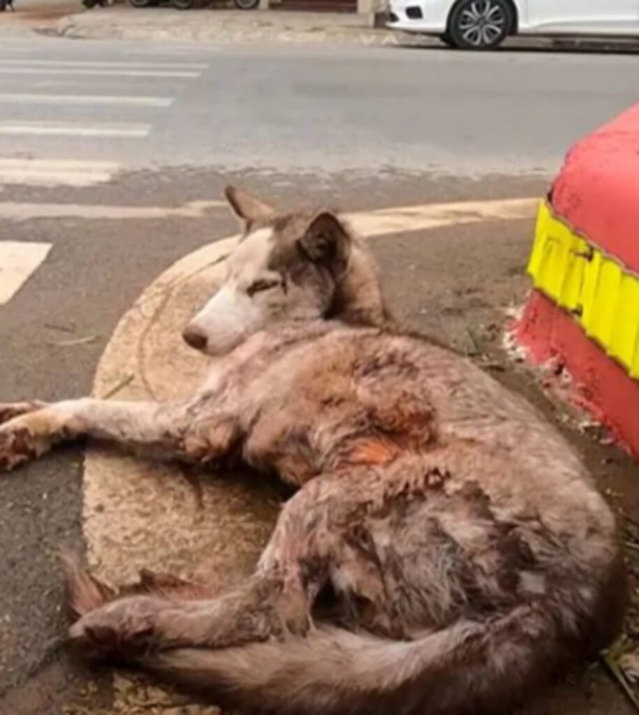 cane sdraiato a terra ferito