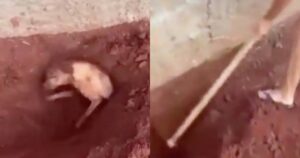 Cagnolino sepolto in giardino. La signora di 82 anni era stanca di sentirlo abbaiare di notte (VIDEO)