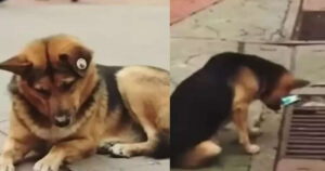 Cagnolino guarda ogni giorno in un tombino, poi scoprono la verità (VIDEO)