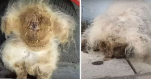 Cagnolino abbandonato ha un pelo così trasandato da impedirgli la vista: la trasformazione lascia tutti senza parole (VIDEO)